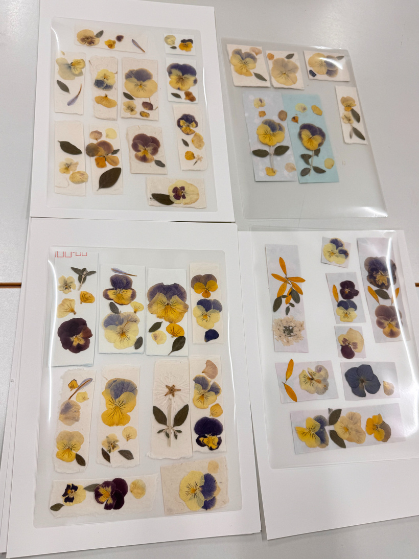 ラミネートに挟んだ押し花